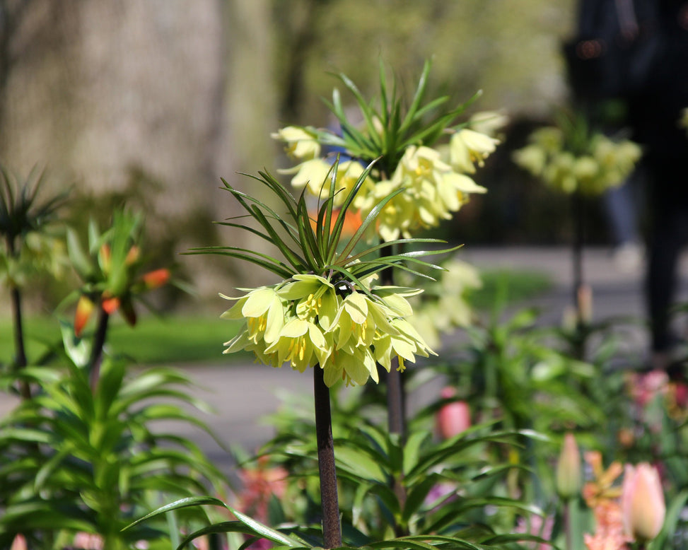 Fritillaria 'Raddeana'