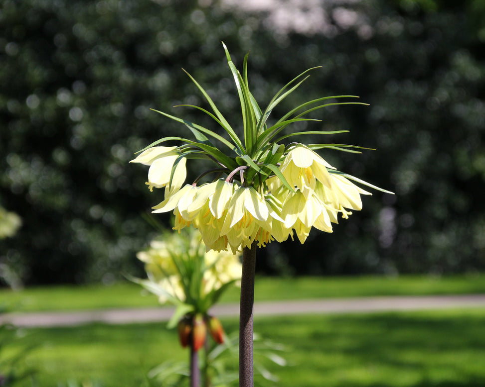 Fritillaria 'Raddeana'