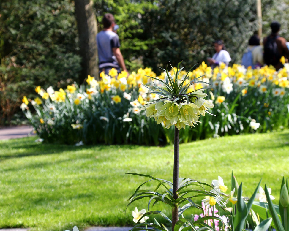 Fritillaria 'Raddeana'
