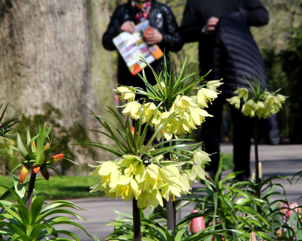 Fritillaria 'Raddeana'