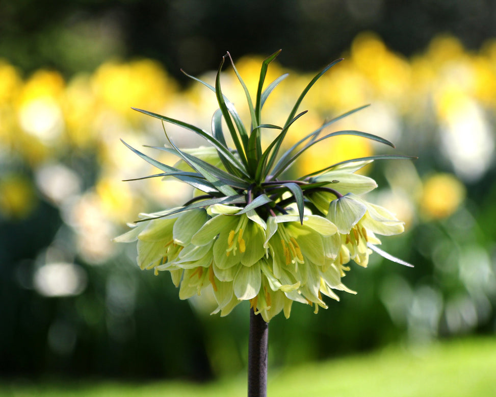 Fritillaria 'Raddeana'