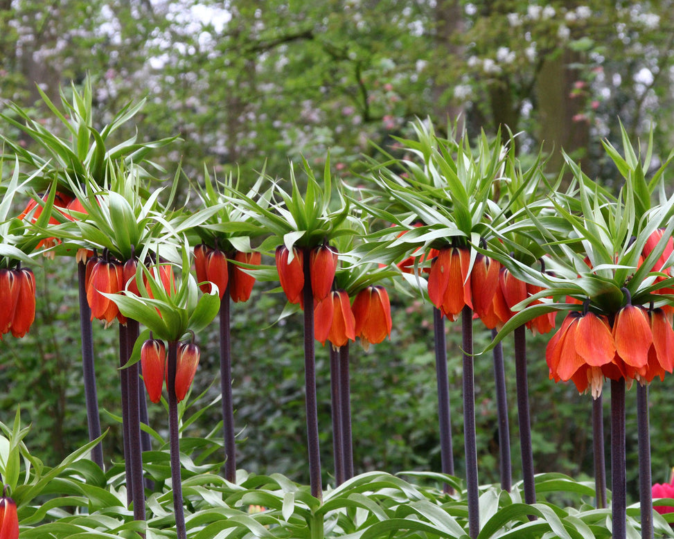 Fritillaria imperialis 'Rubra'
