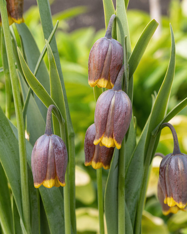 Fritillaria uva-vulpis