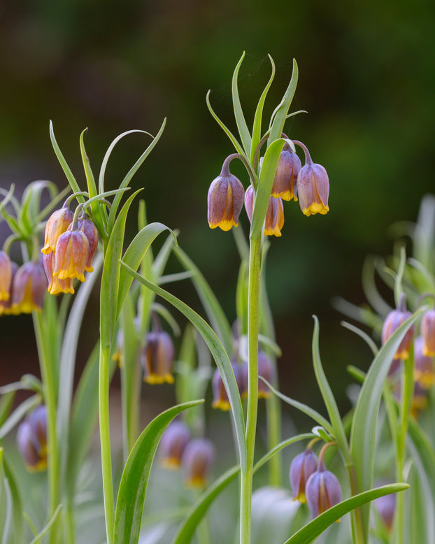 Fritillaria uva-vulpis