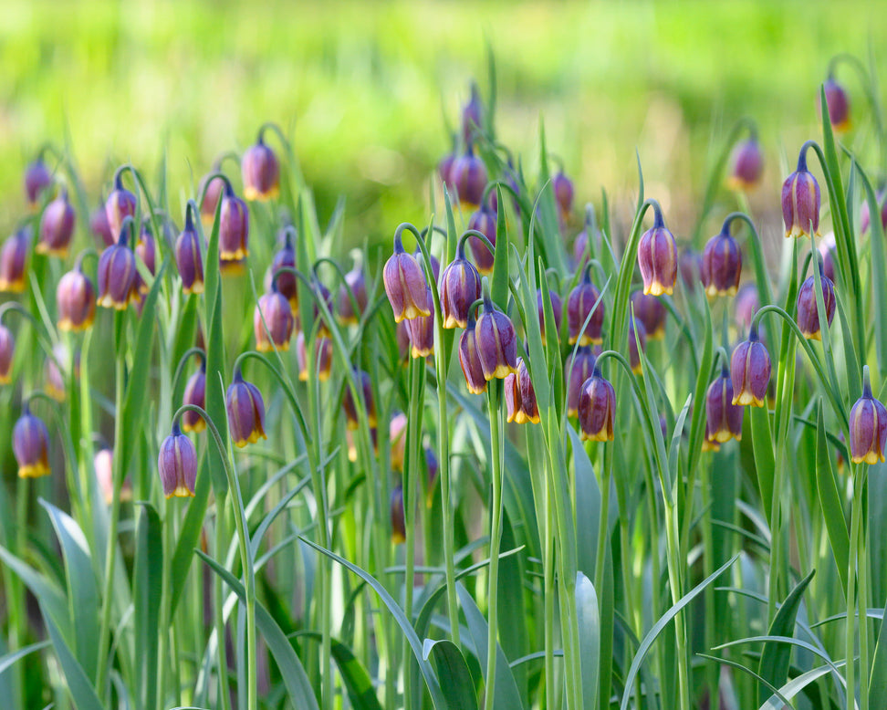 Fritillaria uva-vulpis