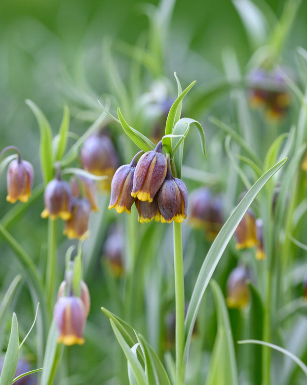 Fritillaria uva-vulpis