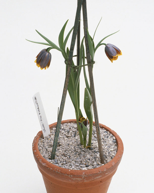 Fritillaria uva-vulpis