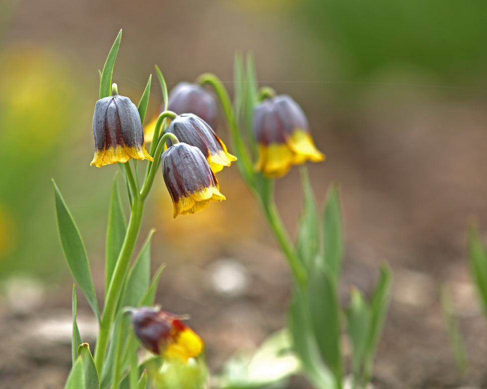 Fritillaria uva-vulpis