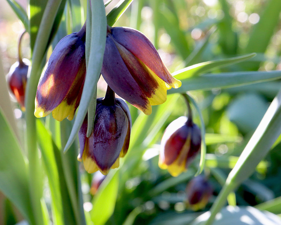 Fritillaria uva-vulpis