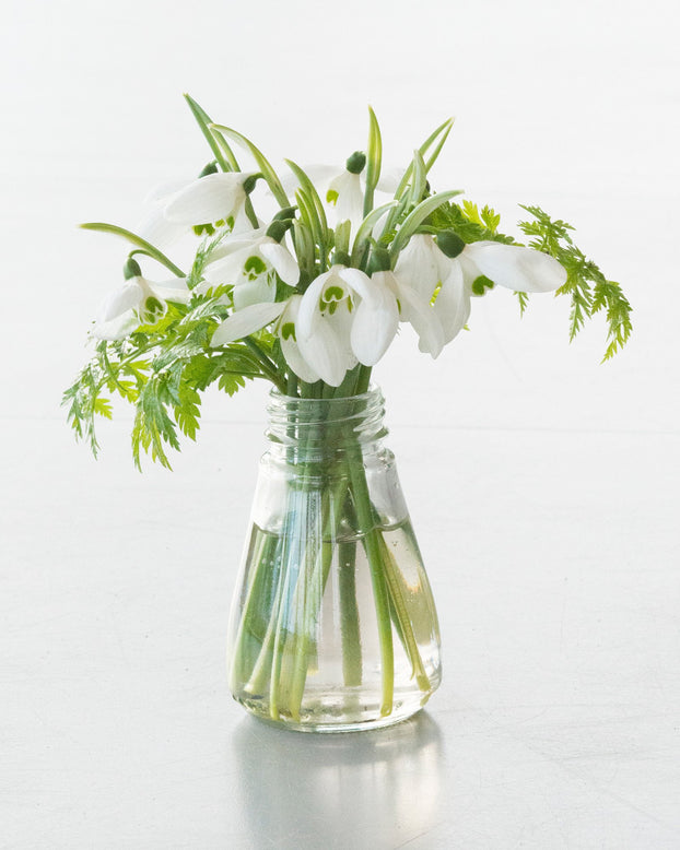 Flower BulbsElwesii Bulbs UK - 3