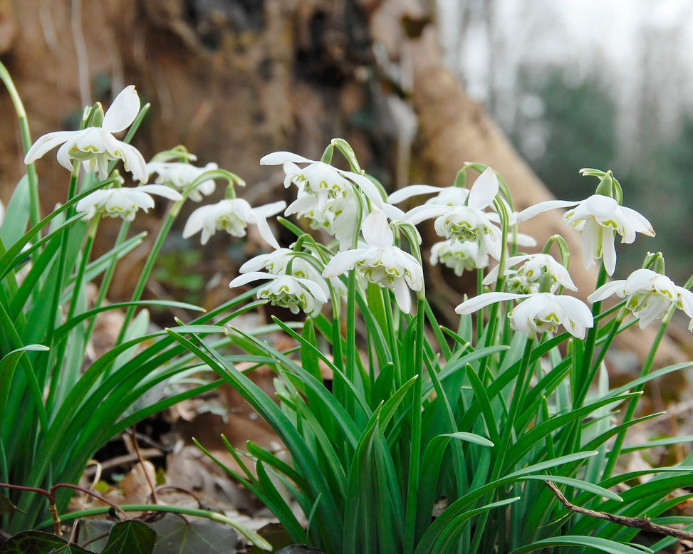 Flower Bulbsnivalis Flore Pleno Bulbs UK - 3