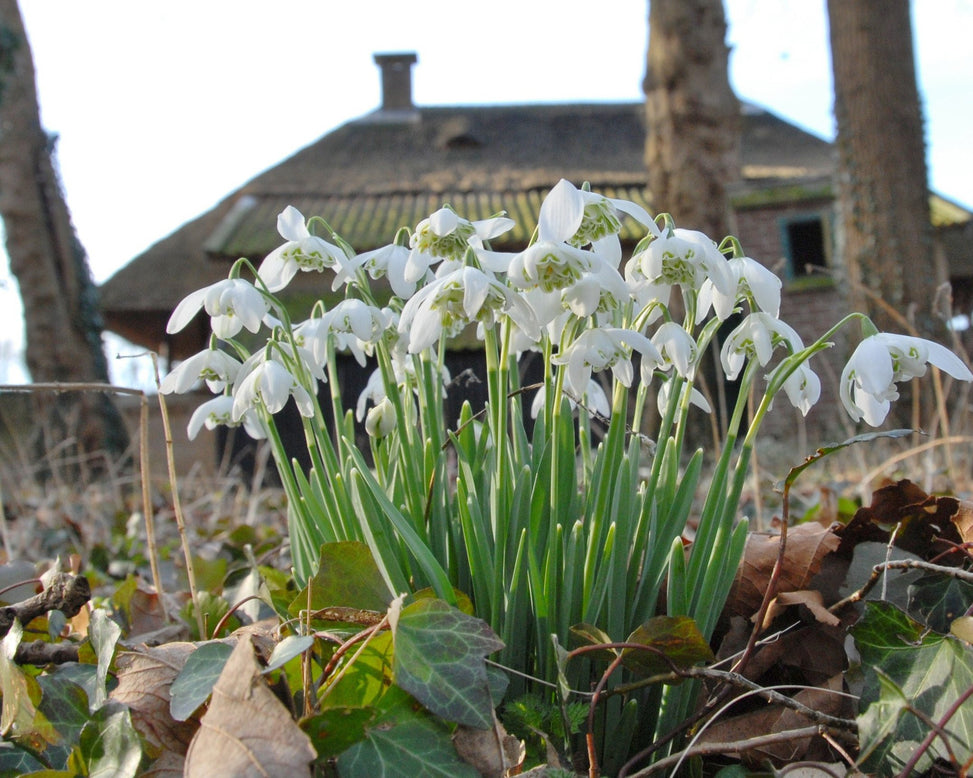 Flower Bulbsnivalis Flore Pleno Bulbs UK - 2