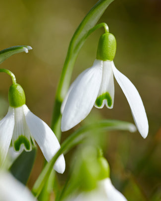 Galanthus nivalis Galanthus nivalis