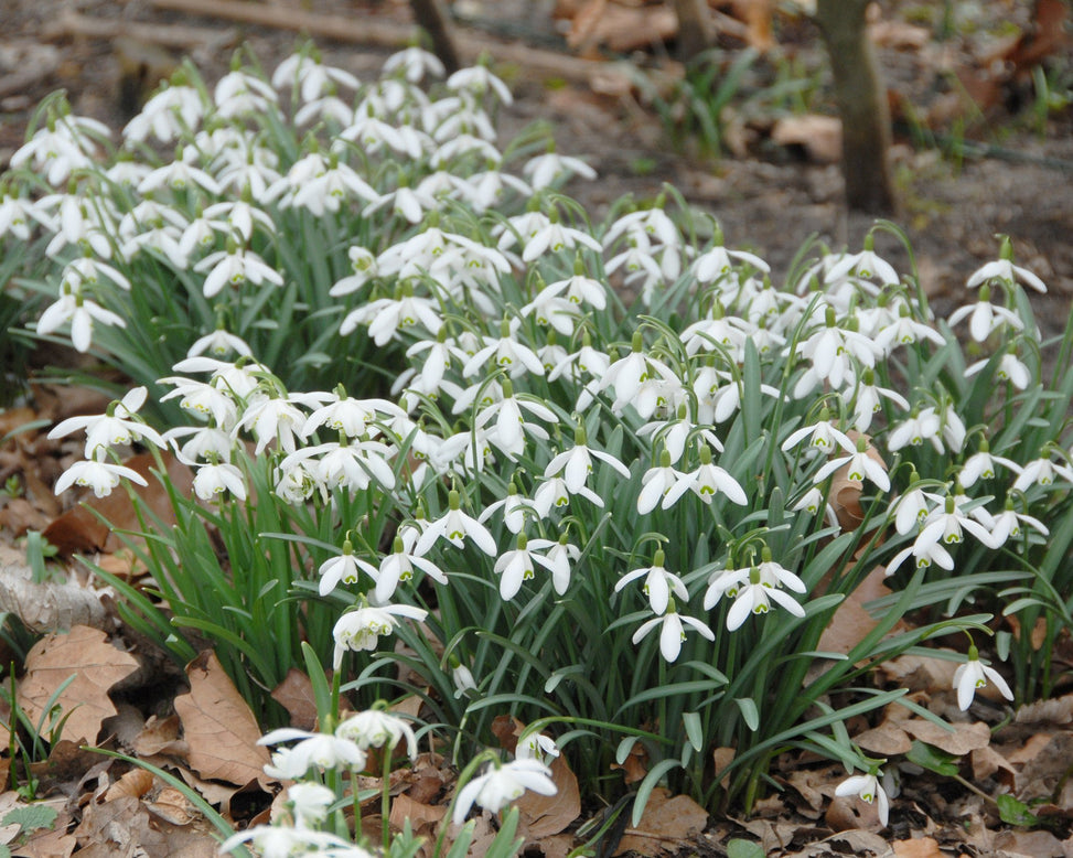 Flower BulbsNivalis (Snowdrops) Bulbs UK - 5