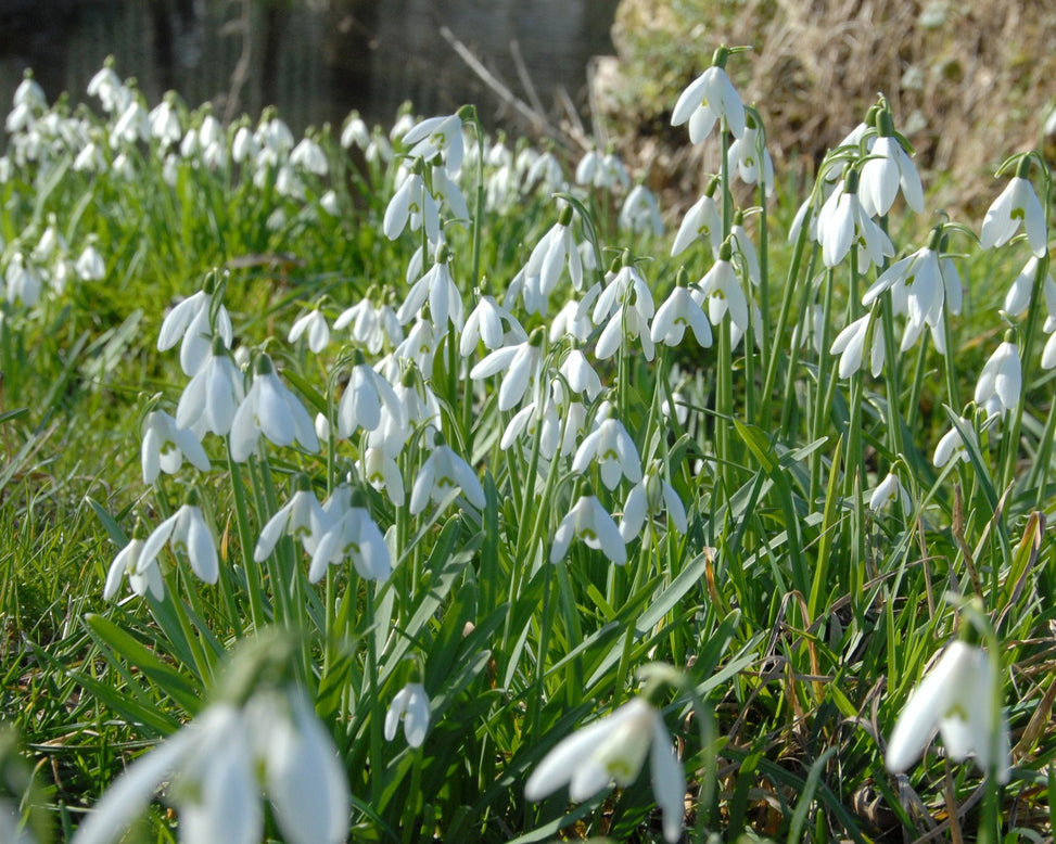 Flower BulbsNivalis (Snowdrops) Bulbs UK - 6