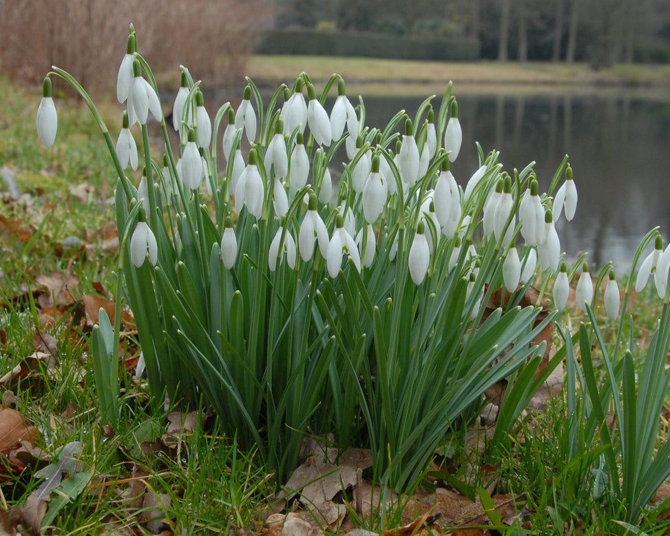 Flower BulbsNivalis (Snowdrops) Bulbs UK - 7