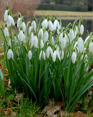 Galanthus nivalis Galanthus nivalis