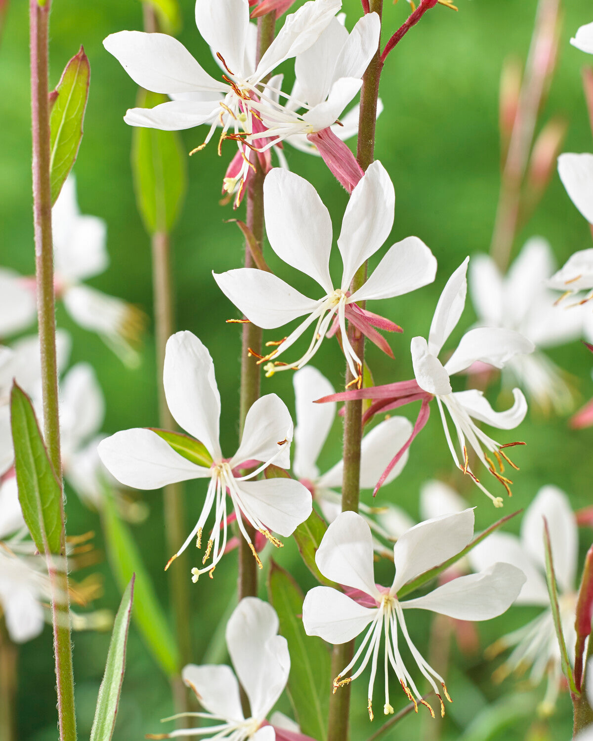 Gaura Lindheimeri Whirling Butterflies Bare Roots Buy Lindheimer s gaura-lindheimeri-whirling-butterflies-bare-roots-buy-lindheimer-s