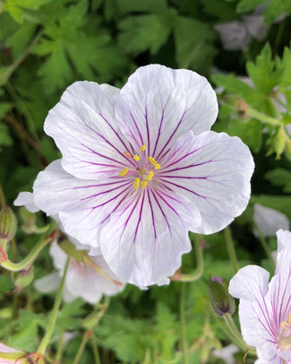 Geranium 'Alaska Rivers' Geranium 'Alaska Rivers'