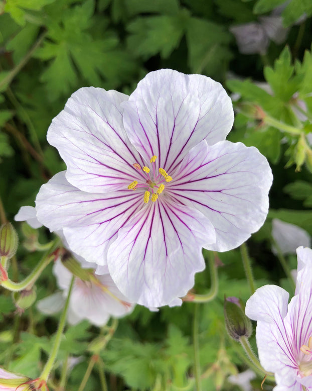 Geranium 'Alaska Rivers'