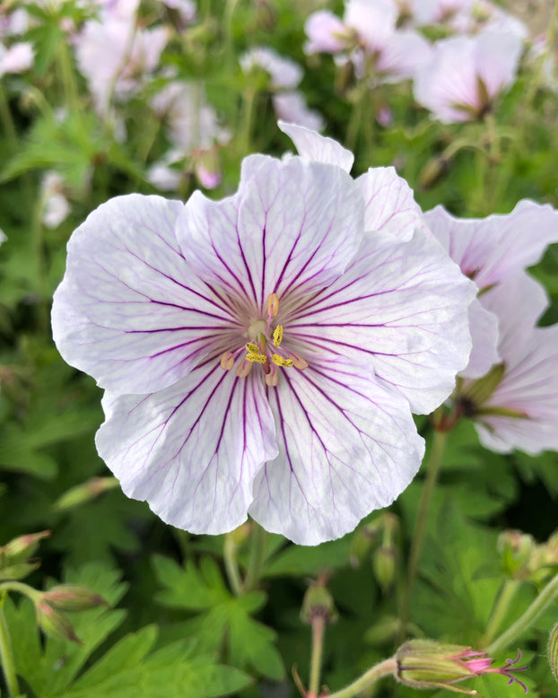 Geranium 'Alaska Rivers'