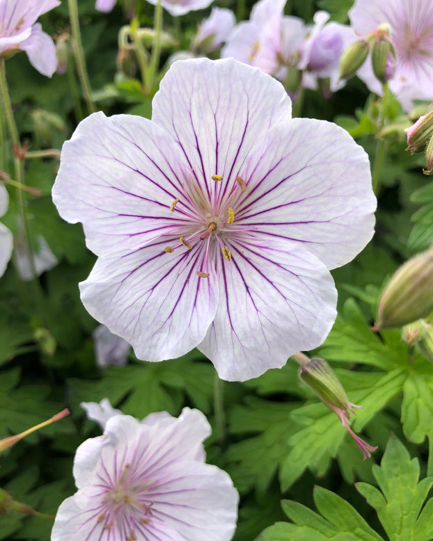 Geranium 'Alaska Rivers'