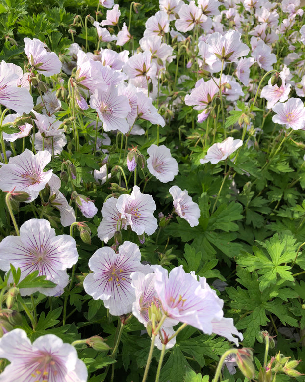 Geranium 'Alaska Rivers'