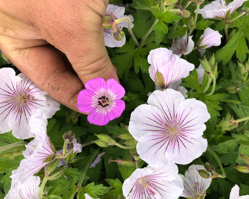 Geranium 'Alaska Rivers'