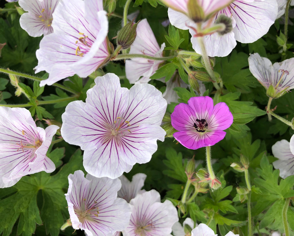Geranium 'Alaska Rivers'
