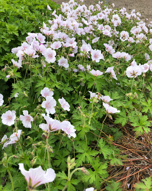 Geranium 'Alaska Rivers'