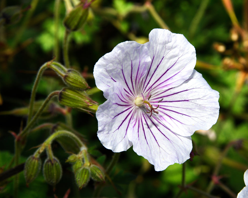 Geranium 'Alaska Rivers'