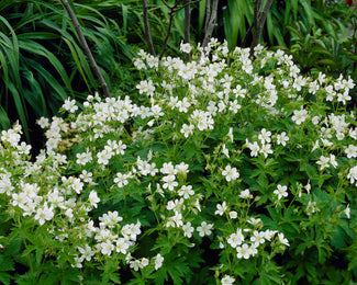 Geranium 'Album' Geranium 'Album'