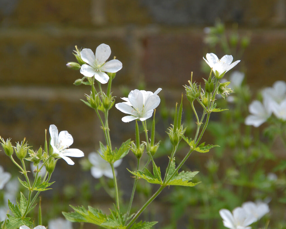 Geranium 'Album'