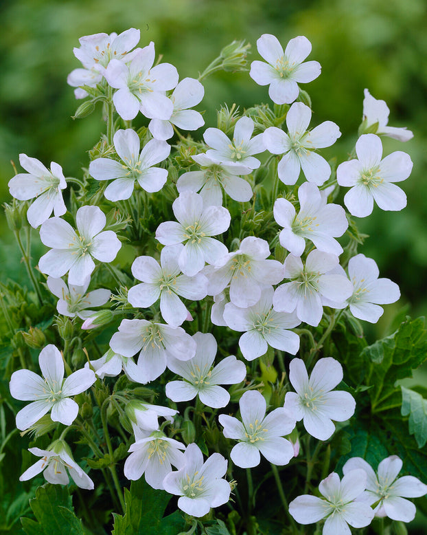 Geranium 'Album'