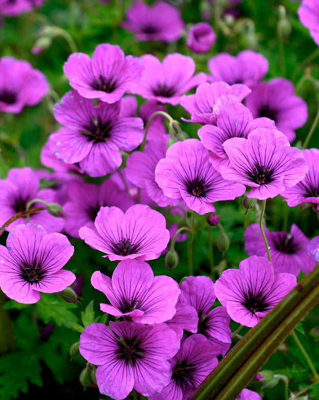 Geranium 'Anne Thomson'