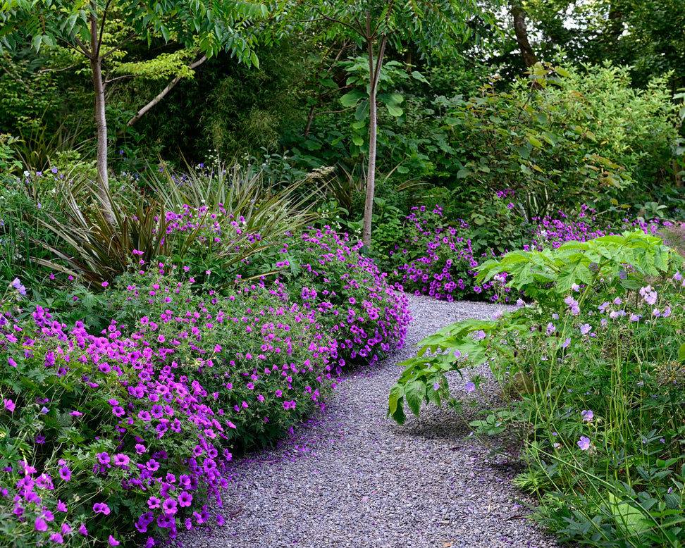 Geranium 'Anne Thomson'