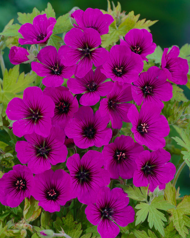 Geranium 'Anne Thomson'