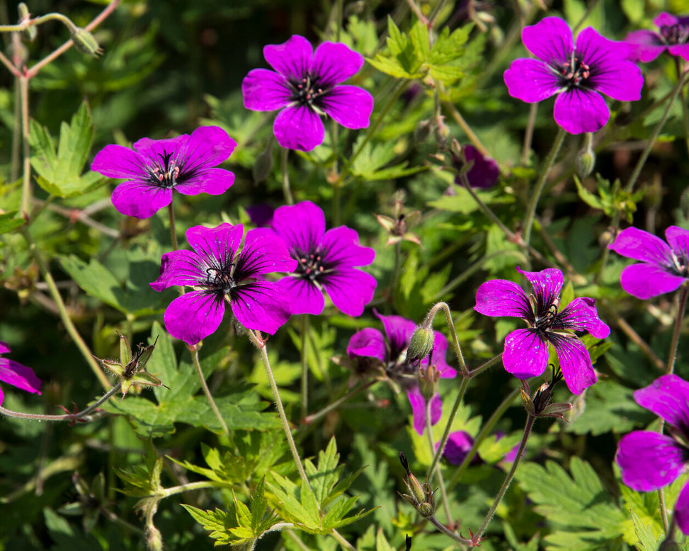 Geranium 'Anne Thomson'