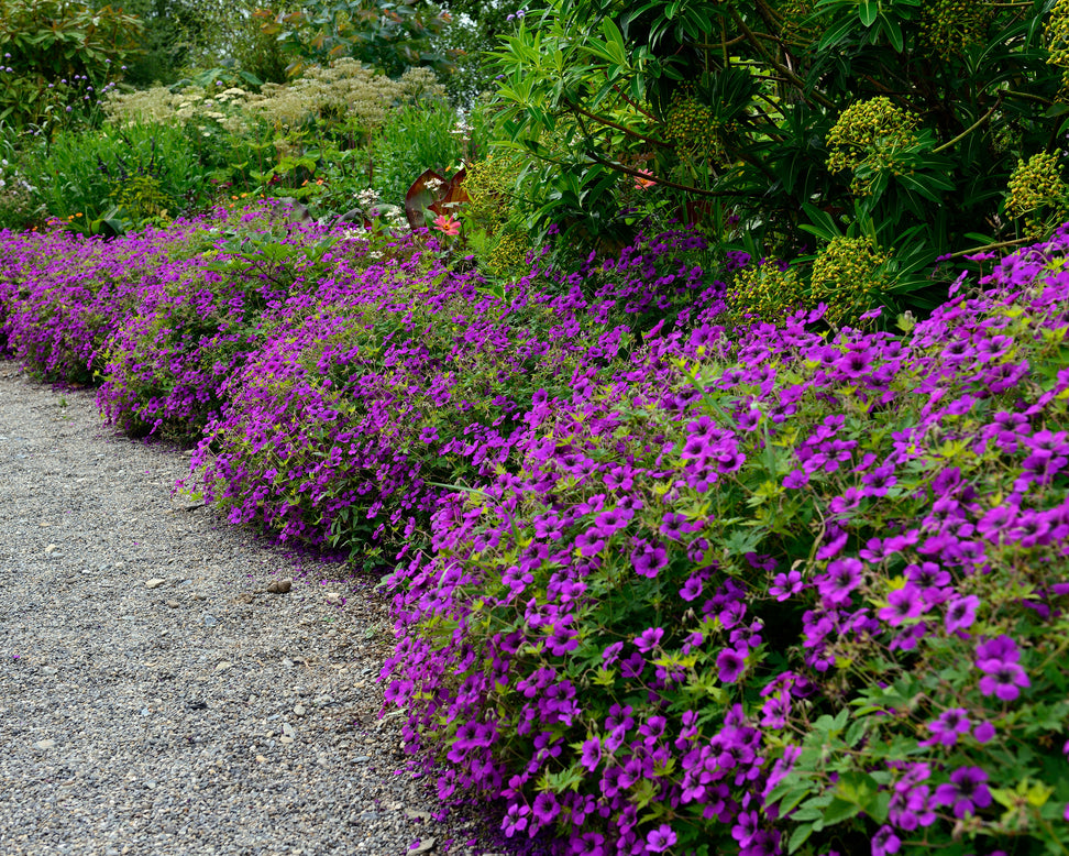 Geranium 'Anne Thomson'