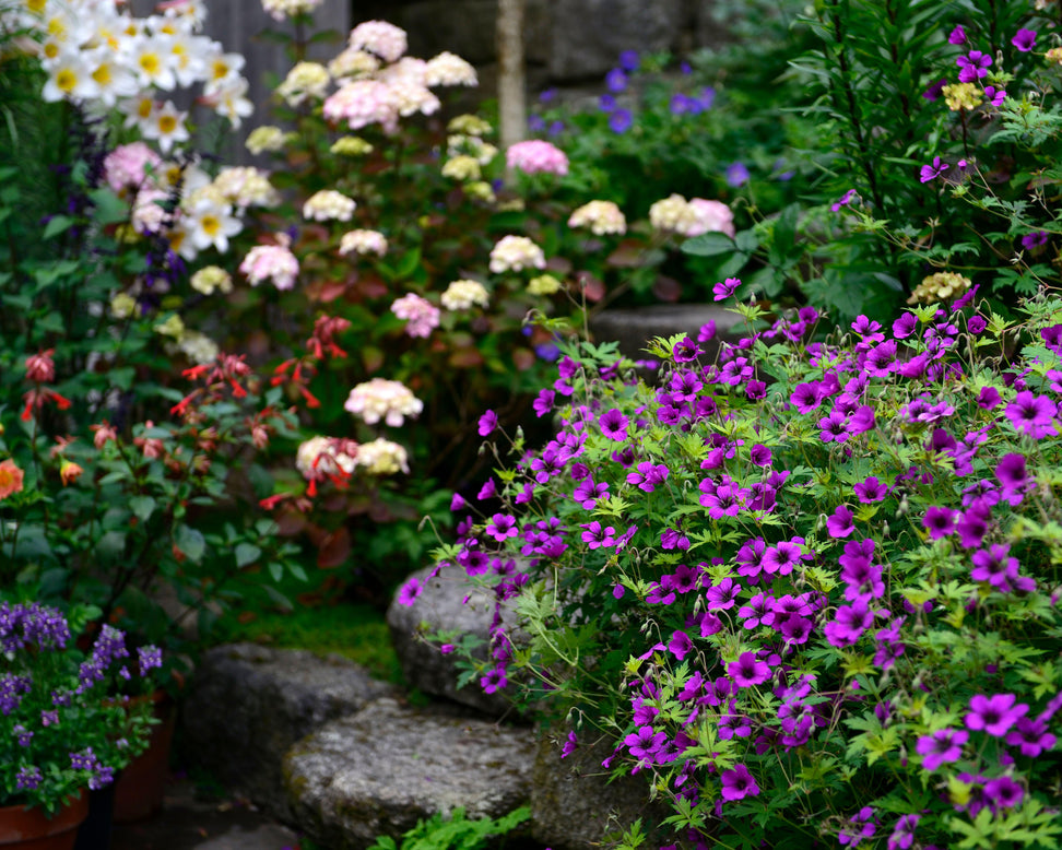 Geranium 'Anne Thomson'