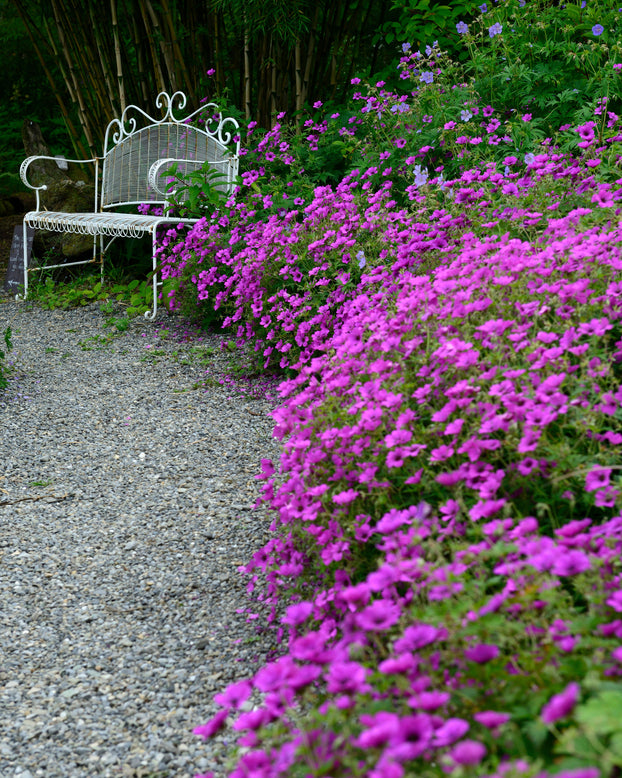 Geranium 'Anne Thomson'