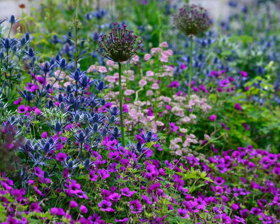 Geranium 'Anne Thomson'
