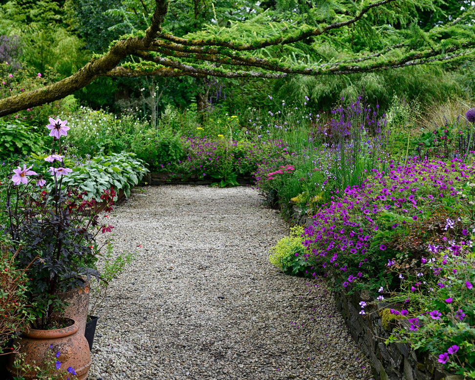 Geranium 'Anne Thomson'