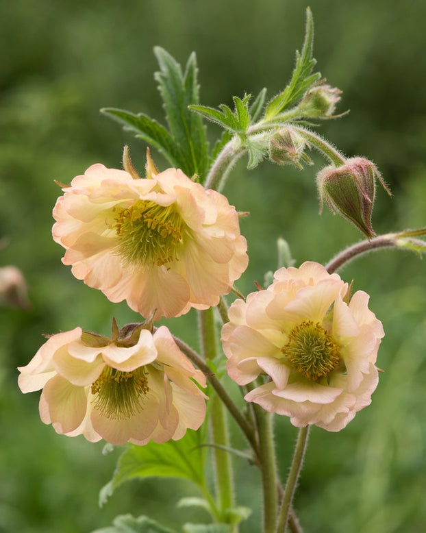 Geum 'Apricot Pearl'