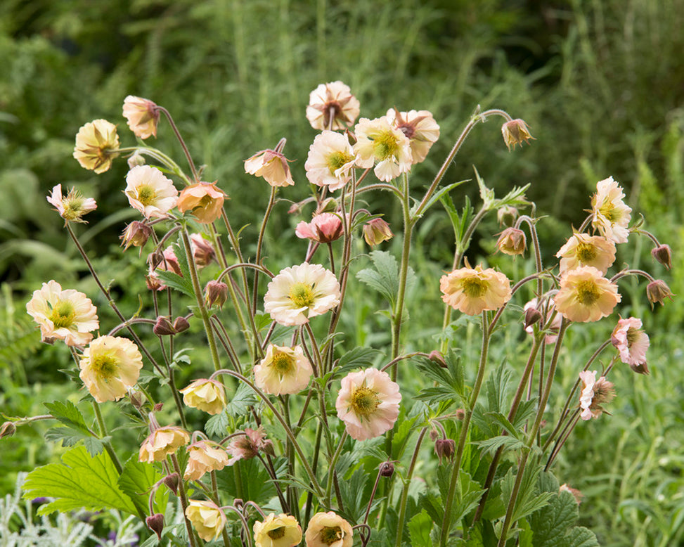 Geum 'Apricot Pearl'