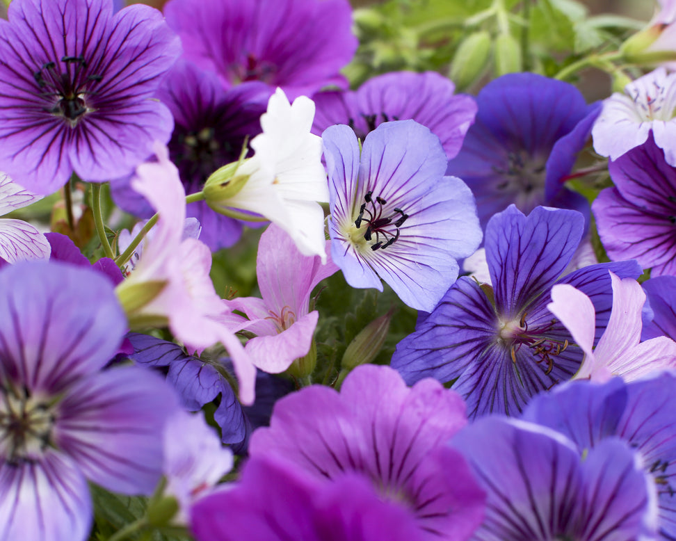Geranium 'Breeders Mix'