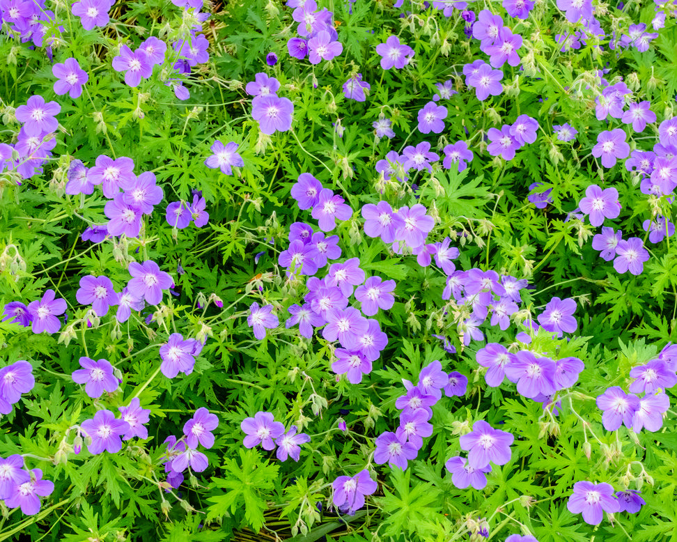 Geranium 'Brookside'