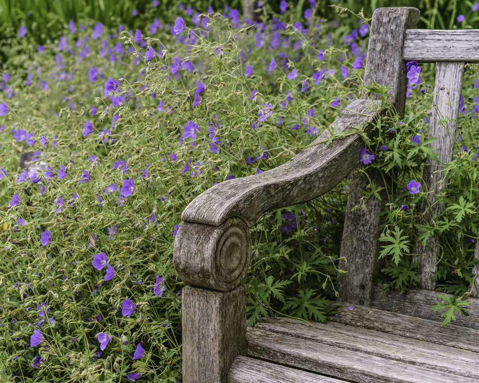 Geranium 'Brookside'