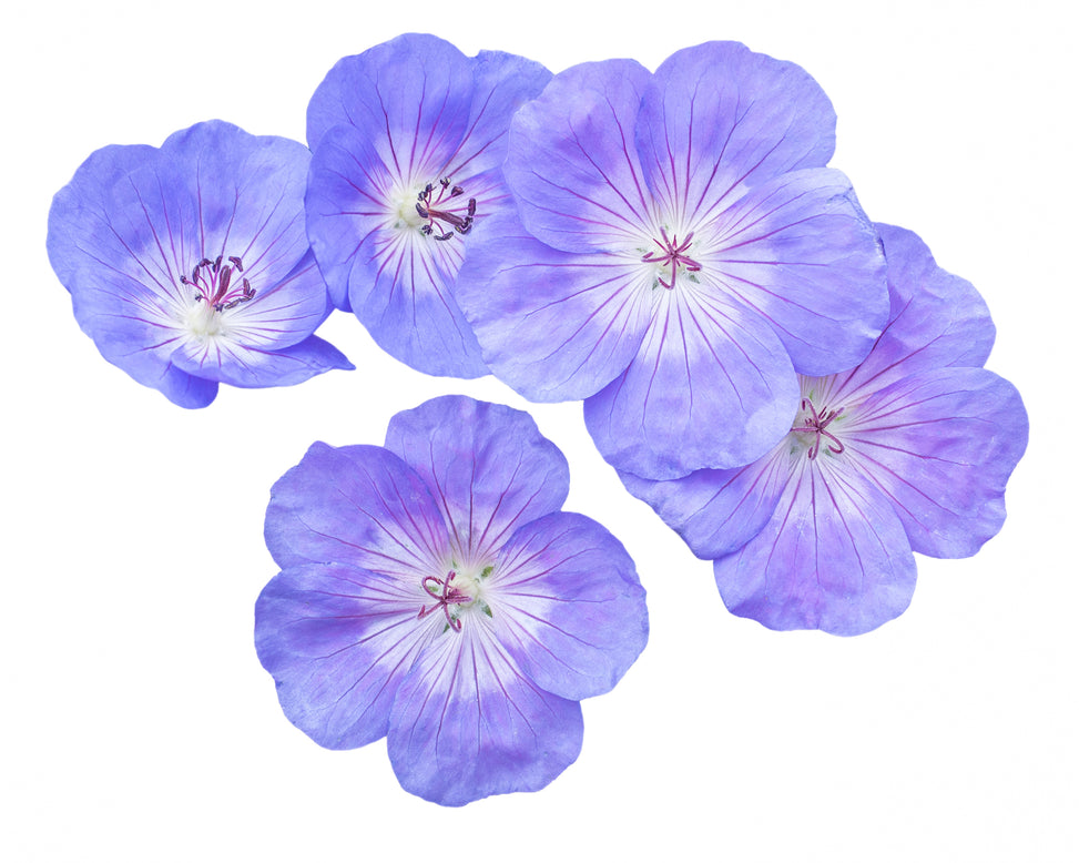 Geranium 'Brookside'