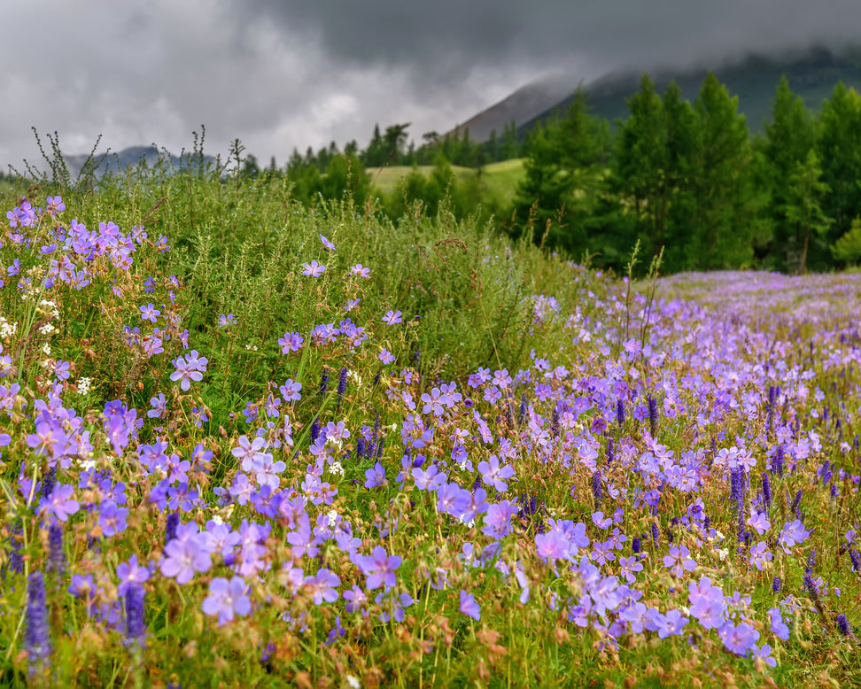 Geranium 'Brookside'